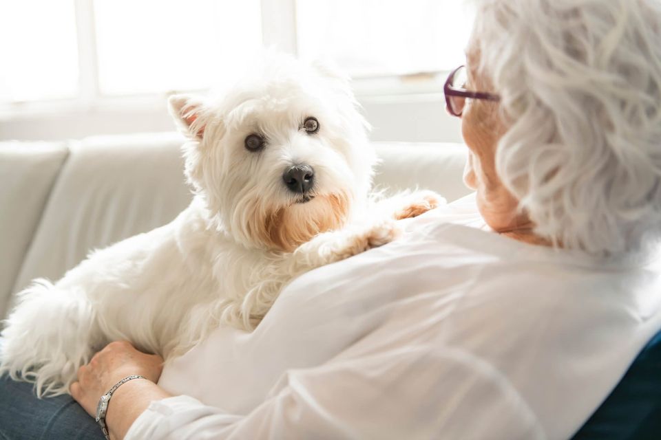 Companionship in the Golden Years: How Pets Enrich the Lives of Seniors
