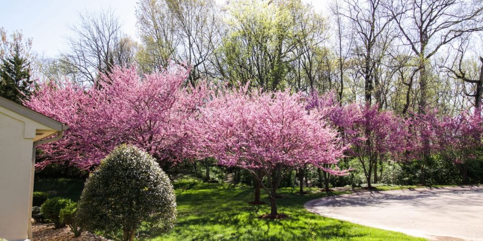 Garden of trees